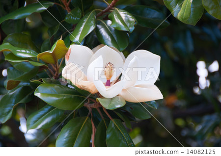 Thai sanbok 14082125