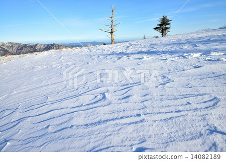 Snow scent and one tree 1 Snow scent and one tree 1 14082189