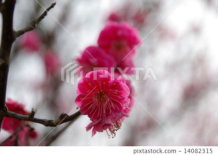 Plum 18 Plum 18 14082315