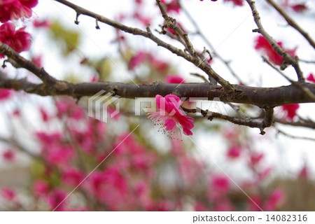 Plum 19 Plum 19 14082316