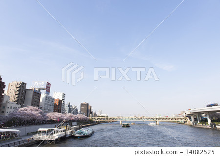 sumida river, cherry blossom, yoshino cherry tree 14082525