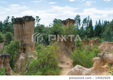 China · Sichuan Province Xichang Huang Lianxin Forest China · Sichuan Province Xichang Huang Lianxin Forest 14082609