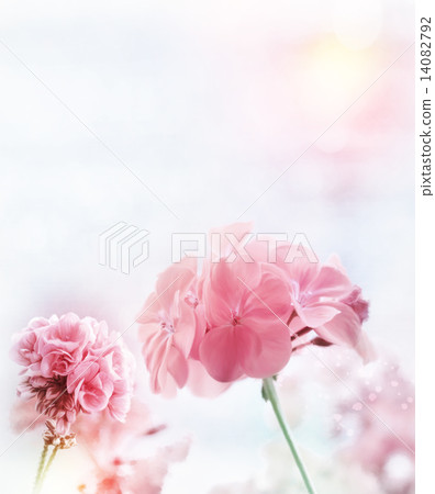 Pink Geranium Watercolor 14082792