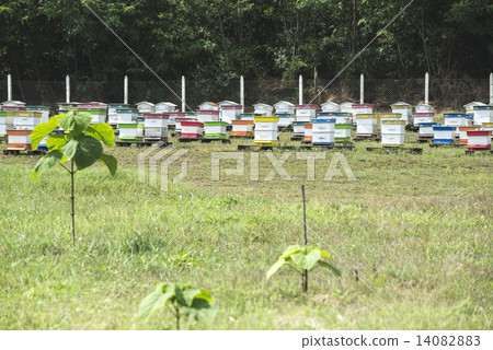 Beehives in bee farm 14082883