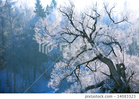 Mysterious Tree Mysterious Tree 14083323