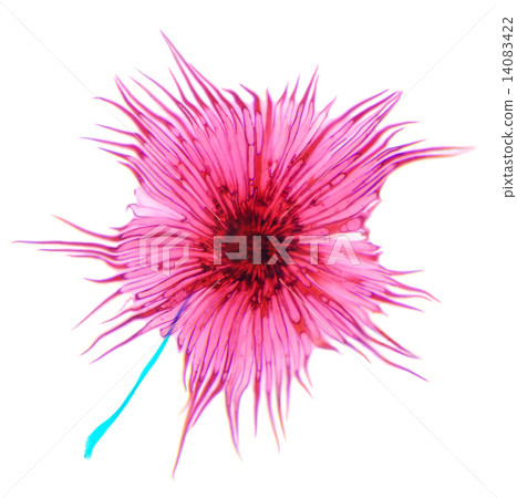 Cactus pollen under a microscope, (Stellato-Pilosus W.M.). 14083422