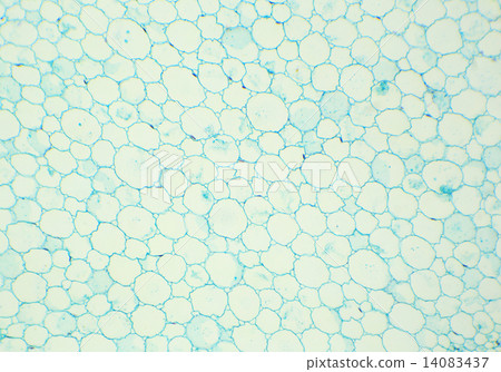 Sunflower stalk cross-section under the microscope, (Helianthus 14083437