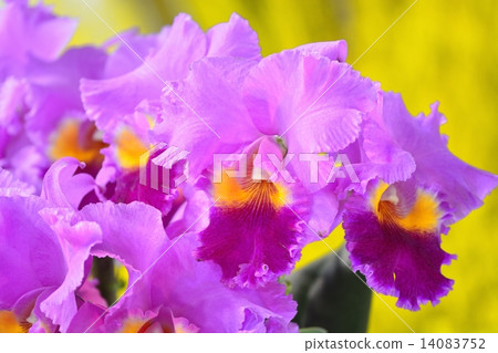 World Ran Show (2015) Cattleya 14083752
