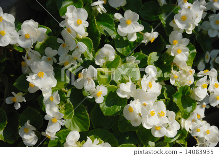 1359 Flower 14083935
