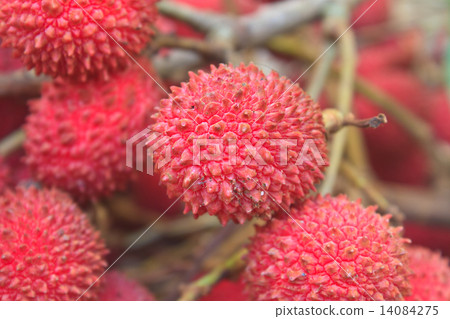 wild fruit from forest, wild lychee wild fruit from forest, wild lychee 14084275