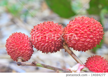 wild fruit from forest, wild lychee wild fruit from forest, wild lychee 14084277