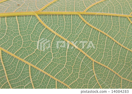 Texture of a green leaf as background 14084283