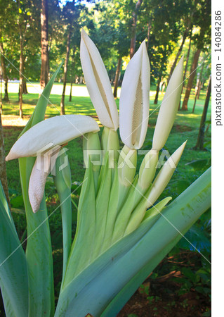 close up flower of  Elephant ear 14084286