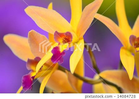 World Ran Show (2015) Cattleya 14084728