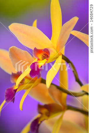 World Ran Show (2015) Cattleya 14084729