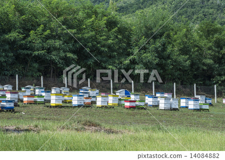 Beehives in bee farm 14084882