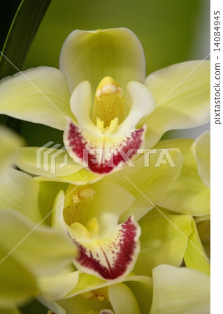 World Lan Exhibition (2015) Cymbidium 14084945