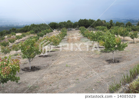 Pistachio trees Pistachio trees 14085029