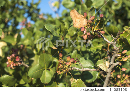 Pistachio tree branch 14085108