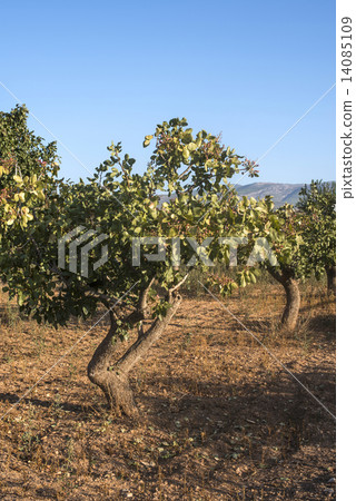 Pistachio trees 14085109