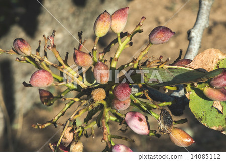 Pistachio branch with fruits 14085112