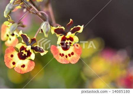 World Lan Exhibition (2015) Onshihumu 14085180