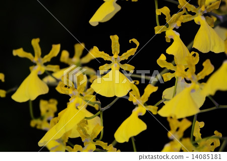 World Lan Exhibition (2015) Onshihumu 14085181