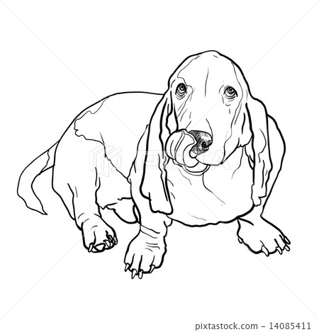 basset hound dog sitting and stick out it's tongue 14085411