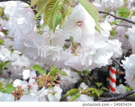 Cherry Blossoms	 14085424