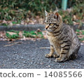 貓 14085566