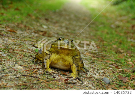 Bullfrog 14085722