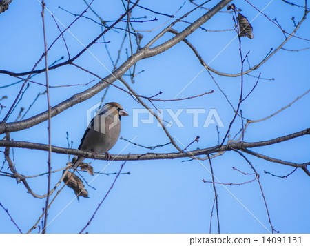 Branch shine 14091131