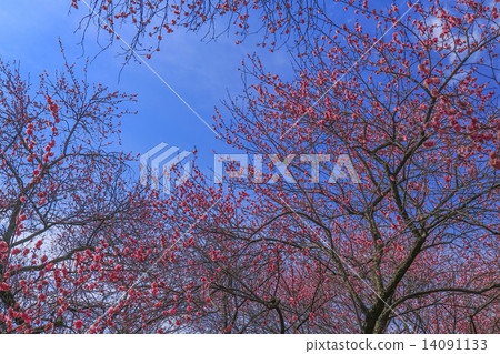 冷的紅色李子和藍天 冷的紅色李子和藍天 14091133