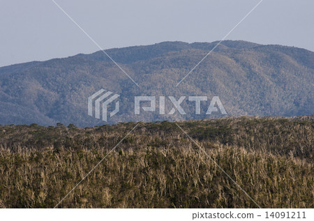 Forest of northern Okinawa 14091211