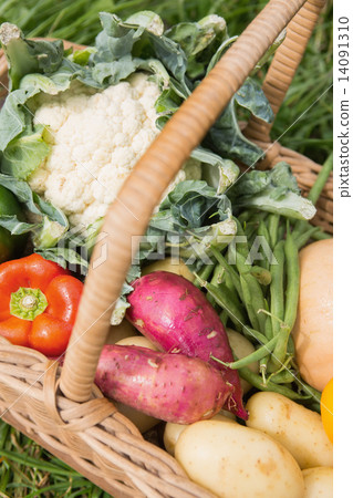 Basket of fresh organic veg 14091310