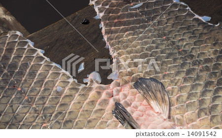 Arapaima Pirarucu skin over wooden table, top view, background Arapaima Pirarucu skin over wooden table, top view, background 14091542