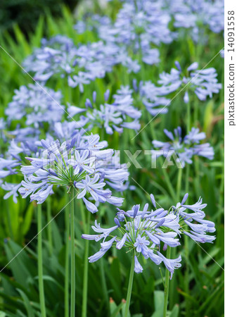 Agapanthus flower 14091558