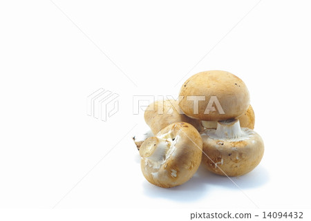Brown mushroom Brown mushroom 14094432