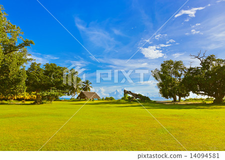 Canopy and tree at tropical beach 14094581