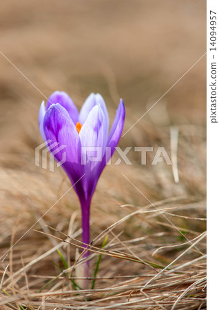 crocus 14094957