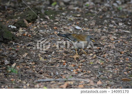 野生鳥類Shirahara 14095170