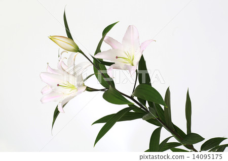 Yuri百合花一朵花花美麗的花 Yuri百合花一朵花花美麗的花 14095175