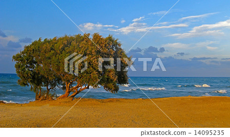 Tamarisk tree on beach Tamarisk tree on beach 14095235