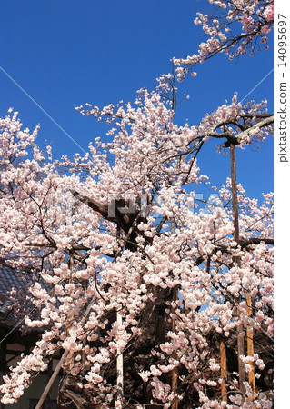 晴朗的天空藍天和北斗市山神Kyoyo櫻桃樹 晴朗的天空藍天和北斗市山神Kyoyo櫻桃樹 14095697