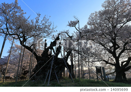 北斗市曙光Shinya Yamakuchi櫻花 14095699