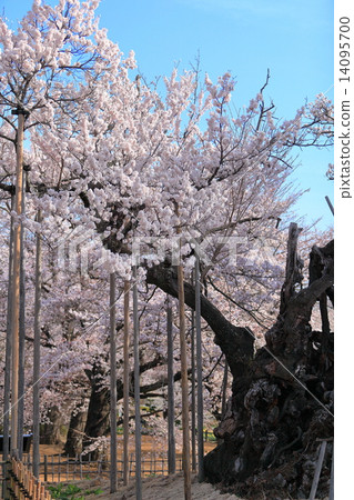 晴朗的天空藍天和北斗市山神Kyoyo櫻桃樹 晴朗的天空藍天和北斗市山神Kyoyo櫻桃樹 14095700