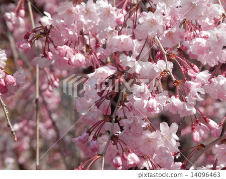 Spring full bloom cherry blossoms 14096463