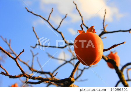 Mountain persim 14096801