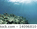 A flock of light and small fish to be inserted into the ocean floor 14096810