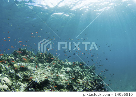 一群光和小魚被插入海底 14096810